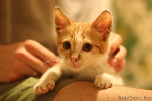 Рыжий котенок в добрые руки - Изображение #1, Объявление #1347114