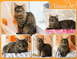 Мишель-роскошная тигровая кошка в дар - Изображение #2, Объявление #1365451