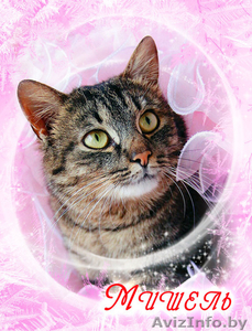 Мишель-роскошная тигровая кошка в дар - Изображение #1, Объявление #1365451