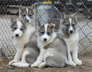питомник продаёт щенков породы лайка лзс и лре