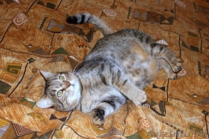 Уютная кошка-пампушка в дар - Изображение #5, Объявление #1372060