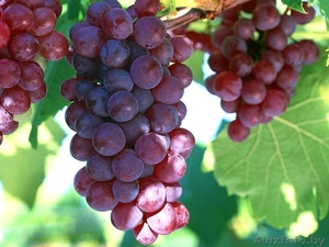 Саженцы плодового винограда из питомника. - Изображение #1, Объявление #1380769