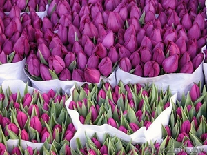 Тюльпаны оптом + бизнес-стратегия продажи в розницу от 3000 шт. в день. - Изображение #2, Объявление #1383090