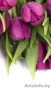 Тюльпаны оптом + бизнес-стратегия продажи в розницу от 3000 шт. в день. - Изображение #5, Объявление #1383090