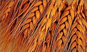 закупаем зерно фуражное(пшеницу) - Изображение #1, Объявление #1402693