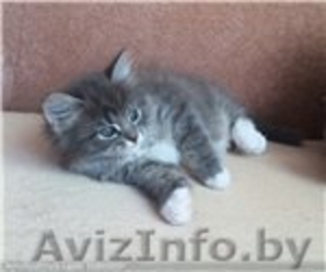 Сибирские породистые котята - Изображение #1, Объявление #1401341