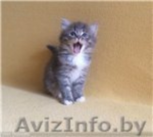 Сибирские породистые котята - Изображение #4, Объявление #1401341