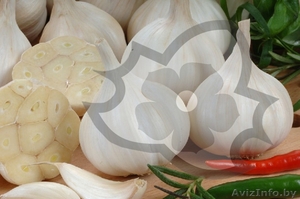 Купить семена чеснока польского производителя оптом в Беларуси!!!