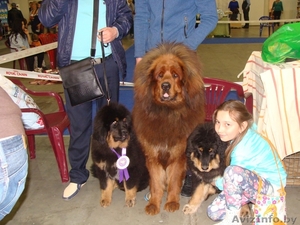 Продаются щенки тибетского мастифа, Беларусь - Изображение #2, Объявление #1429998