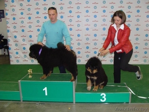 Продаются щенки тибетского мастифа, Беларусь - Изображение #5, Объявление #1429998