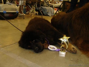 Продаются щенки тибетского мастифа, Беларусь - Изображение #6, Объявление #1429998