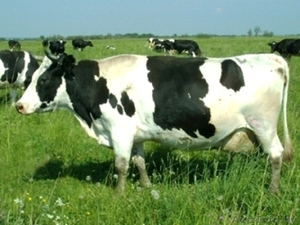 Закупаем Коровы высшей,  средней упитанности,  тощак.