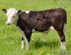 Закупаем Телята до 100 кг.