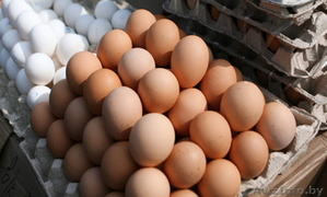 Куриное Яйцо оптом со склада в Минске - Изображение #1, Объявление #1443551