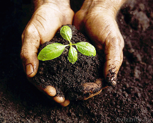 Грунт растительный, плодородный, торфяной, чернозем - Изображение #1, Объявление #1448500