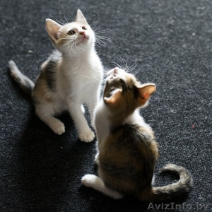 Очаровательные котятки в дар - Изображение #3, Объявление #1456274
