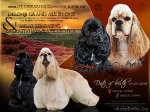 Очаровательные щенки Американского кокер спаниеля - Изображение #1, Объявление #1453423