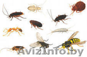 Травля тараканов мышей ос шершней муравьев клопов клещей мух кротов - Изображение #1, Объявление #1465409