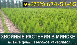 Растения хвойные в Минске. Низкие цены, большой выбор. - Изображение #1, Объявление #1464885