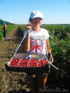  В Польшу нужны сборщики малины - Изображение #3, Объявление #1477536