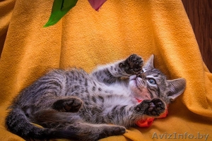 Двухмесячный котенок-девочка в добрые руки - Изображение #4, Объявление #1473574