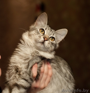 Пушистая кошка в серебристой шубке в дар - Изображение #1, Объявление #1474511