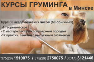 Курсы груминга, стрижки собак в Минске. - Изображение #1, Объявление #1481481