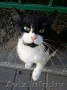 найден черно-белый  кот - Изображение #1, Объявление #1488865
