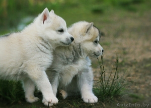 Шикарные щенки Сибирских Хаски ждут ВАС - Изображение #2, Объявление #1485704