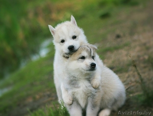 Шикарные щенки Сибирских Хаски ждут ВАС - Изображение #10, Объявление #1485704