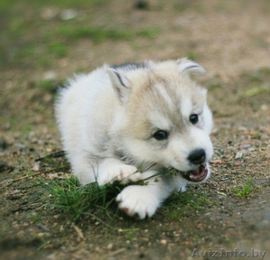 Шикарные щенки Сибирских Хаски различного окраса - Изображение #5, Объявление #1488895