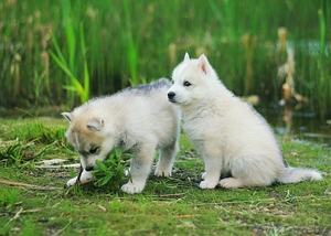 Шикарные щенки Сибирских Хаски различного окраса - Изображение #3, Объявление #1488895