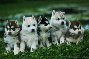 Шикарные щенки Сибирских Хаски различного окраса - Изображение #9, Объявление #1488895