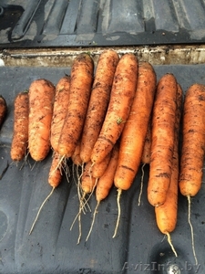 Картофель и морковь оптом - Изображение #2, Объявление #1489326