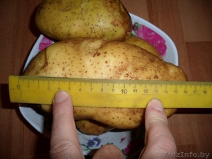 Картофель с ежедневной доставкой по г.Минску - Изображение #3, Объявление #1477538