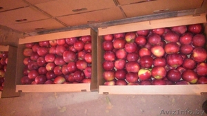 Компания на постоянной основе закупает яблоки (КРАСНЫХ сортов).только Опт  - Изображение #1, Объявление #1503630