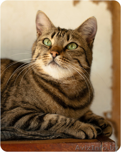 Марта - кошка с уникальными глазами в дар! - Изображение #4, Объявление #1498469