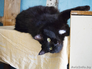 Виски - шикарная черная пушистая кошка в дар! - Изображение #2, Объявление #1496064