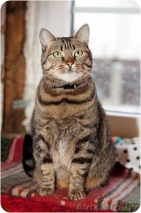 Марта - кошка с уникальными глазами в дар! - Изображение #5, Объявление #1498469