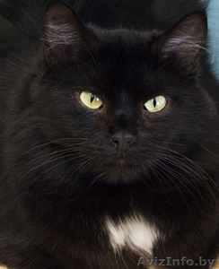 Виски - шикарная черная пушистая кошка в дар! - Изображение #1, Объявление #1496064