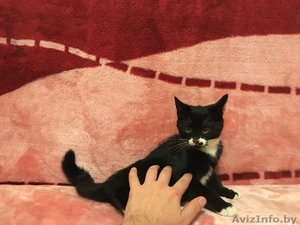 Скай - милый котёнок в добрые руки - Изображение #4, Объявление #1508621