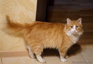 Рыжий кот Вася ищет дом - Изображение #1, Объявление #1512111