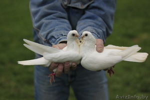 Голуби на свадьбу пара голубей пара белых голубей белые голуби свадьба - Изображение #3, Объявление #1505375