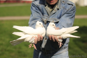 Голуби на свадьбу пара голубей пара белых голубей белые голуби свадьба - Изображение #1, Объявление #1505375