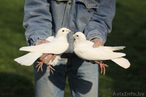 Голуби на свадьбу пара голубей пара белых голубей белые голуби свадьба - Изображение #2, Объявление #1505375