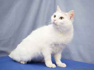 Спотти - загадочная белоснежная кошка в дар! - Изображение #1, Объявление #1508285