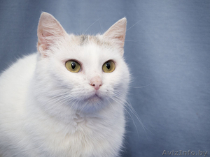 Спотти - загадочная белоснежная кошка в дар! - Изображение #2, Объявление #1508285