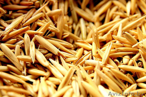 Пшеницу фуражную куплю - Изображение #1, Объявление #1511435