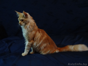 Очаровательный котик Мейн-кун - Изображение #5, Объявление #1514699