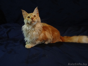 Очаровательный котик Мейн-кун - Изображение #6, Объявление #1514699